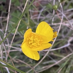 Ranunculus lappaceus at Acton, ACT - 5 Oct 2021