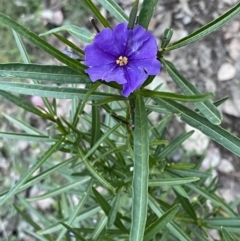 Solanum linearifolium (Kangaroo Apple) at Downer, ACT - 5 Oct 2021 by Cricket