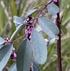 Indigofera australis subsp. australis (Australian Indigo) at Molonglo Valley, ACT - 5 Oct 2021 by Cricket