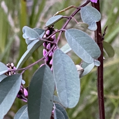 Indigofera australis subsp. australis (Australian Indigo) at Molonglo Valley, ACT - 5 Oct 2021 by JimL