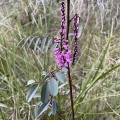 Indigofera australis subsp. australis at Molonglo Valley, ACT - 5 Oct 2021