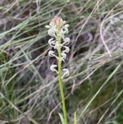 Stackhousia monogyna (Creamy Candles) at Acton, ACT - 5 Oct 2021 by JimL