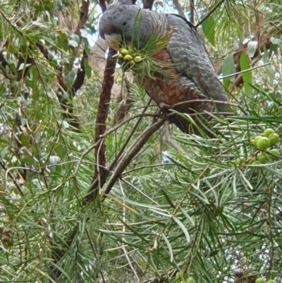 Callocephalon fimbriatum (Gang-gang Cockatoo) at Penrose, NSW - 2 Oct 2021 by Aussiegall