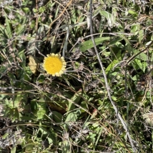 Coronidium sp. at Rendezvous Creek, ACT - 15 May 2021