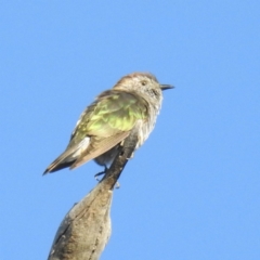 Chrysococcyx lucidus (Shining Bronze-Cuckoo) at Stromlo, ACT - 8 Oct 2021 by HelenCross