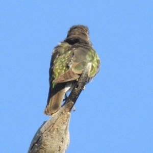 Chrysococcyx lucidus at Stromlo, ACT - 8 Oct 2021