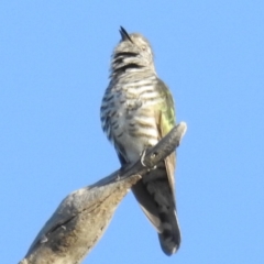 Chrysococcyx lucidus at Stromlo, ACT - 8 Oct 2021