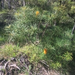 Banksia spinulosa (Hairpin Banksia) at Bruce, ACT - 7 Oct 2021 by NedJohnston