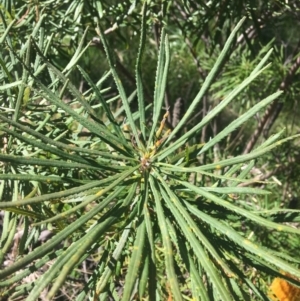 Banksia spinulosa at Bruce, ACT - 7 Oct 2021 03:49 PM