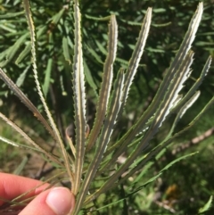 Banksia spinulosa at Bruce, ACT - 7 Oct 2021