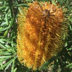 Banksia spinulosa at Bruce, ACT - 7 Oct 2021 03:49 PM