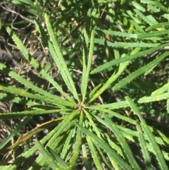 Banksia spinulosa at Bruce, ACT - 7 Oct 2021 03:49 PM