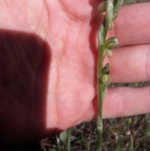 Hymenochilus bicolor (ACT) = Pterostylis bicolor (NSW) at Jacka, ACT - suppressed