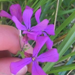 Lunaria annua at Bruce, ACT - 7 Oct 2021