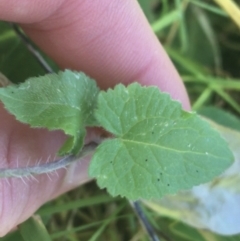 Lunaria annua at Bruce, ACT - 7 Oct 2021