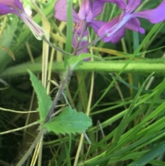 Lunaria annua at Bruce, ACT - 7 Oct 2021