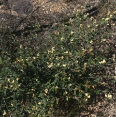 Pomaderris betulina (Birch Pomaderris) at Bruce, ACT - 7 Oct 2021 by Ned_Johnston