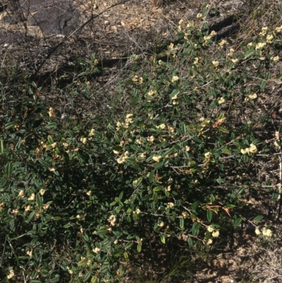 Pomaderris betulina (Birch Pomaderris) at Bruce, ACT - 7 Oct 2021 by NedJohnston