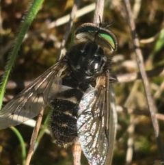 Dasybasis sp. (genus) (A march fly) at Mulligans Flat - 5 Oct 2021 by Ned_Johnston