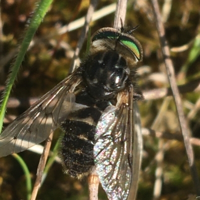 Dasybasis sp. (genus) (A march fly) at Mulligans Flat - 5 Oct 2021 by Ned_Johnston