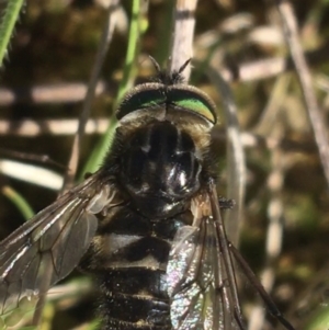 Dasybasis sp. (genus) at Throsby, ACT - 6 Oct 2021