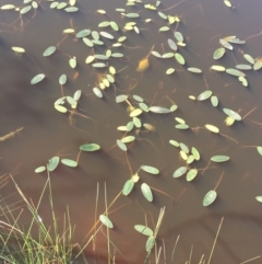 Ottelia ovalifolia (Swamp Lily) at Jacka, ACT - 6 Oct 2021 by NedJohnston