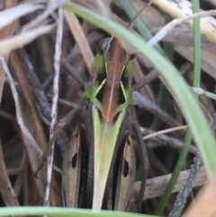 Perala viridis at Forde, ACT - 6 Oct 2021 09:18 AM