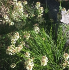 Stackhousia monogyna (Creamy Candles) at Forde, ACT - 5 Oct 2021 by Ned_Johnston