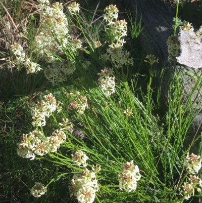 Stackhousia monogyna (Creamy Candles) at Forde, ACT - 6 Oct 2021 by NedJohnston