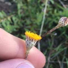 Leptorhynchos squamatus subsp. squamatus (Scaly Buttons) at Forde, ACT - 6 Oct 2021 by NedJohnston