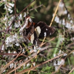 Vanessa itea (Yellow Admiral) at Rendezvous Creek, ACT - 6 Oct 2021 by Tammy