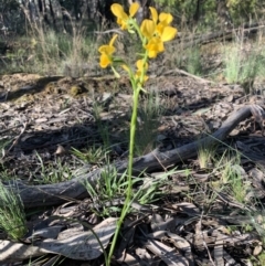 Diuris nigromontana at O'Connor, ACT - 8 Oct 2021