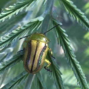 Calomela vittata at Forde, ACT - 6 Oct 2021 08:57 AM