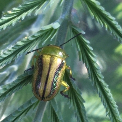 Calomela vittata (Acacia leaf beetle) at Forde, ACT - 6 Oct 2021 by NedJohnston