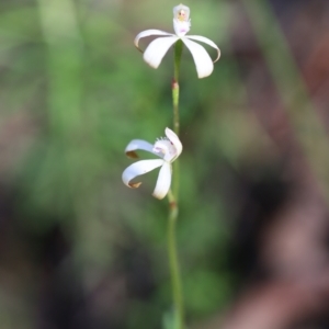 Caladenia ustulata at Jerrabomberra, NSW - suppressed