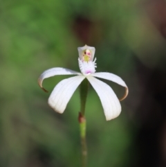 Caladenia ustulata at Jerrabomberra, NSW - suppressed