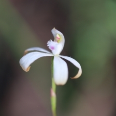 Caladenia ustulata at Jerrabomberra, NSW - suppressed