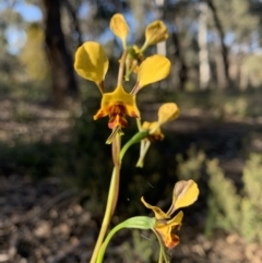 Diuris sp. (A Donkey Orchid) at O'Connor, ACT - 8 Oct 2021 by KazzaC