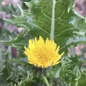 Sonchus asper at Lyneham, ACT - 2 Oct 2021