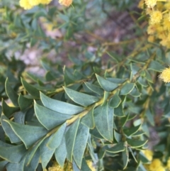 Acacia cultriformis at Lyneham, ACT - 2 Oct 2021