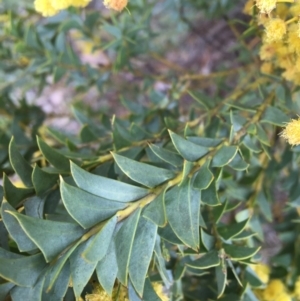 Acacia cultriformis at Lyneham, ACT - 2 Oct 2021 10:58 AM