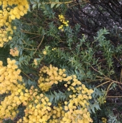 Acacia cultriformis at Lyneham, ACT - 2 Oct 2021 10:58 AM