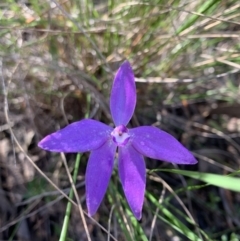 Glossodia major (Wax Lip Orchid) at O'Connor, ACT - 8 Oct 2021 by KazzaC