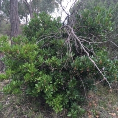 Arbutus unedo (Strawberry Tree) at Lyneham, ACT - 2 Oct 2021 by Ned_Johnston