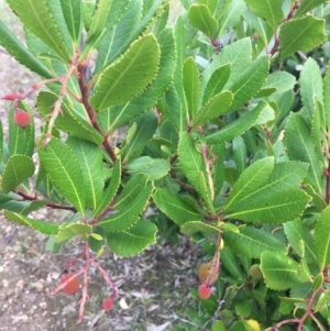 Arbutus unedo at Lyneham, ACT - 2 Oct 2021