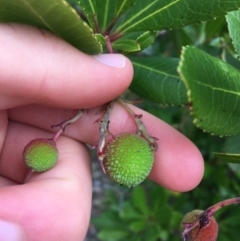 Arbutus unedo at Lyneham, ACT - 2 Oct 2021