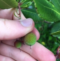 Arbutus unedo at Lyneham, ACT - 2 Oct 2021