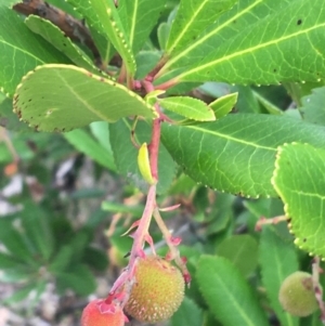 Arbutus unedo at Lyneham, ACT - 2 Oct 2021