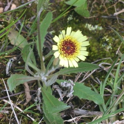 Tolpis barbata (Yellow Hawkweed) at O'Connor, ACT - 2 Oct 2021 by NedJohnston