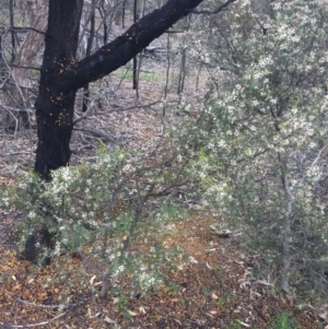 Hakea decurrens subsp. decurrens at O'Connor, ACT - 2 Oct 2021 10:52 AM